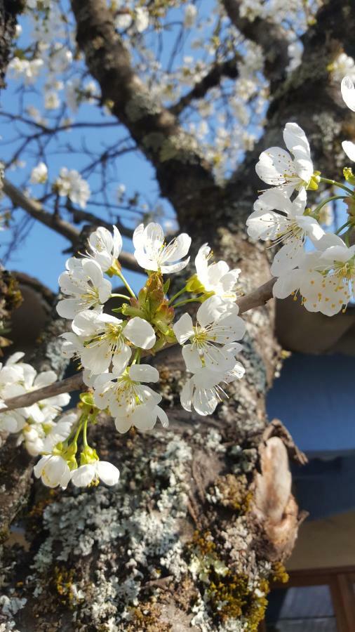Maison D'hotes Bed & Breakfast
